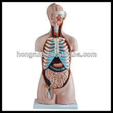 ISO 85CM Sexless Human Torso Model 20 Parts, Anatomical Torso Model